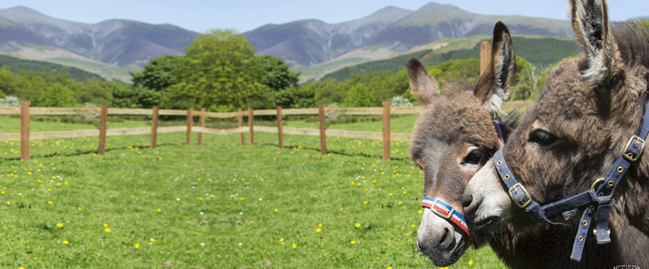 Pets at Castlerigg Hall