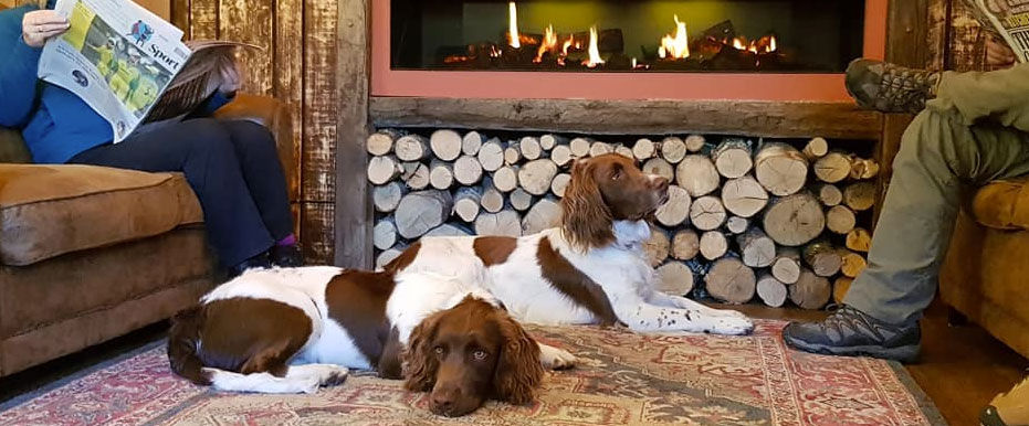 Lounge Pet Friendly Lounge Pet Friendly