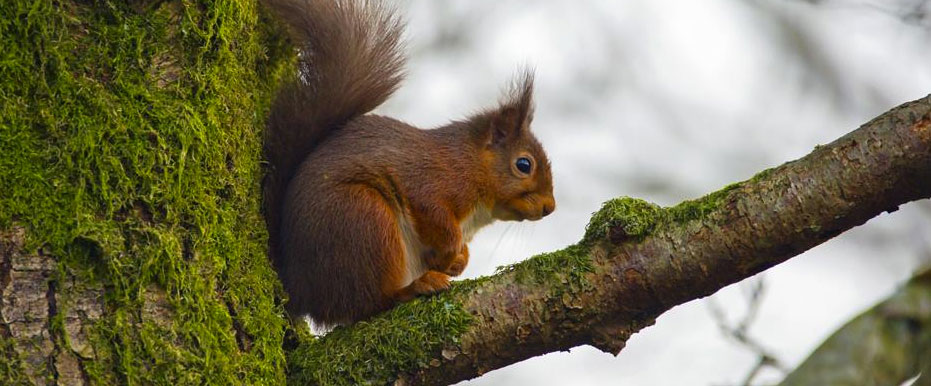 Red Squirrels